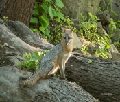 GrayFox001